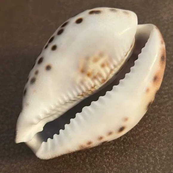 “Key West 2010” engraved sea shell - Picture 8 of 12